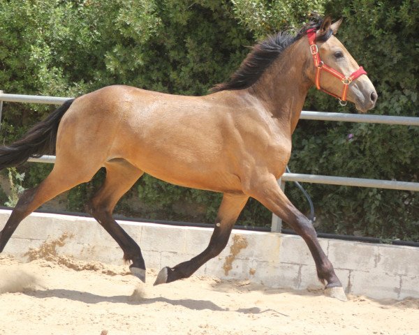 Pferd NOVIA DE FINCA BARROCO (Pura Raza Espanola (PRE), 2015)