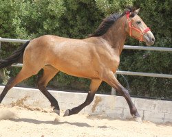 horse Novia de Finca Barroco (Pura Raza Espanola (PRE), 2015)