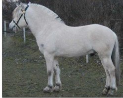 stallion Kvite Birk N.2517 (Fjord Horse, 2003, from Birkelidguten)