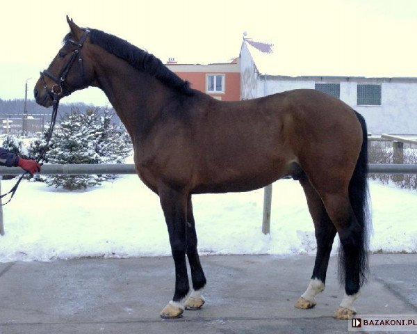 stallion Samurai M (Royal Warmblood Studbook of the Netherlands (KWPN), 1999, from Voltaire)