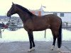 stallion Samurai M (KWPN (Royal Dutch Sporthorse), 1999, from Voltaire)