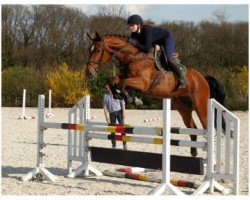 Springpferd Merald van het Rozenhof (Belgisches Warmblut, 2012, von Emerald van 't Ruytershof)