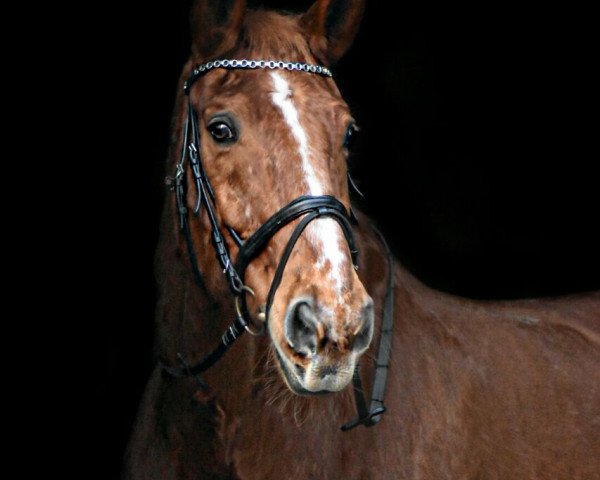 horse Eddy Parker (Hanoverian, 1993, from Evergreen)