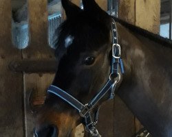 broodmare Diva (German Riding Pony, 2014, from Da Vito 2)