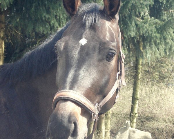 horse Rocket's Raffinesse (Rhinelander, 1997, from Rocket Star)