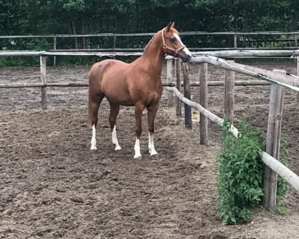 jumper Nori (German Riding Pony, 2004, from Nightstar)