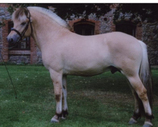 stallion Kastanjegårdens Charli (Fjord Horse, 2003, from Abel Stanstorp)
