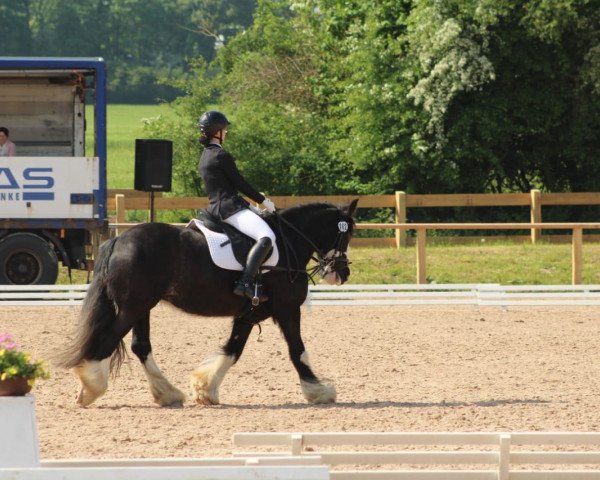 dressage horse Curly (unknown, 2002)