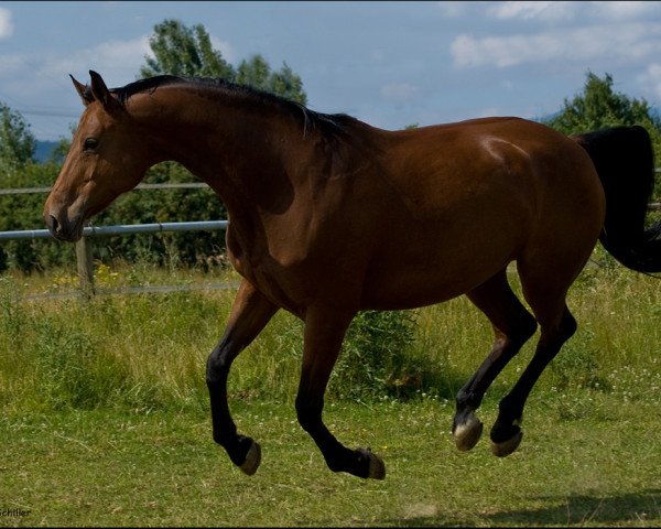 horse Light Moves (Oldenburg show jumper, 1998, from Lezard)