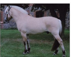 horse Amadeus (Fjord Horse, 2003, from Golf Gudenå)