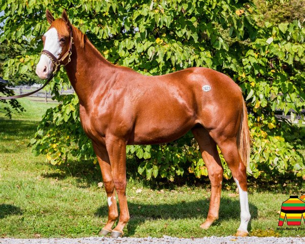 horse Raison d´heat xx (Thoroughbred, 2016, from Raison D´etat xx)