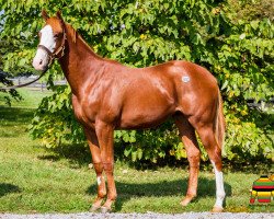 horse Raison d´heat xx (Thoroughbred, 2016, from Raison D´etat xx)