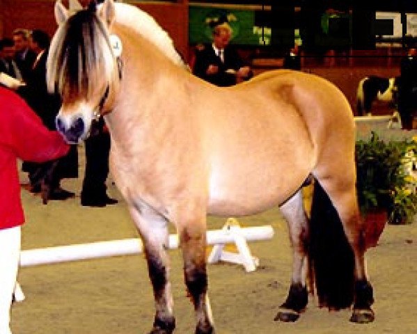 stallion Garant Halsnæs  (Fjord Horse, 2001, from Ørjar N.2623)