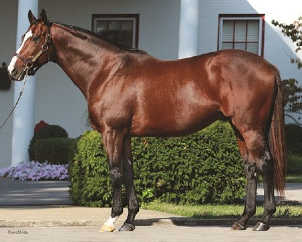 stallion Raison D´etat xx (Thoroughbred, 2008, from A. P. Indy xx)