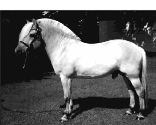 stallion Tunaren N.2519 (Fjord Horse, 1988, from Holar N.1963)