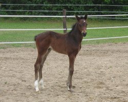 jumper Quite Cool H (Hanoverian, 2011, from Quadam)