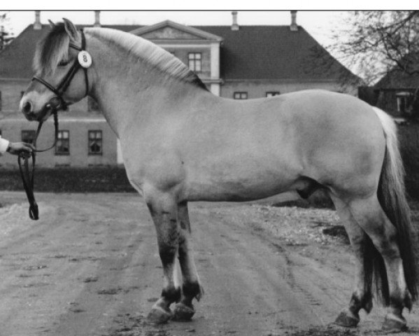 stallion Pikant Halsnæs  (Fjord Horse, 1990, from Knast Halsnæs)
