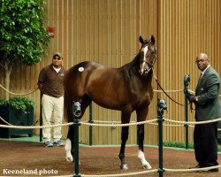 horse Hengst von Verrazano xx (Thoroughbred, 2016, from Verrazano xx)