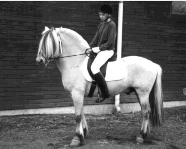 stallion Pelle Halsnæs (Fjord Horse, 1990, from Greiing FJH 650)