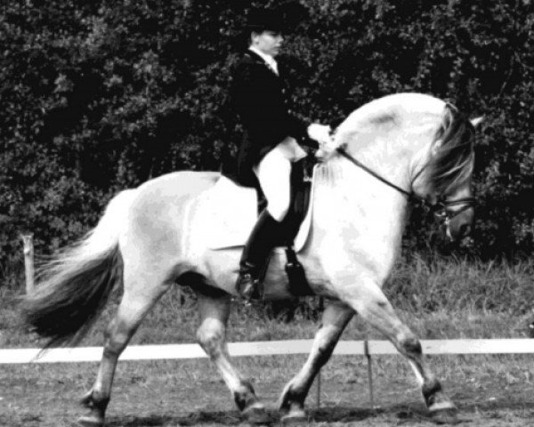 stallion Max FJH 691 (Fjord Horse, 1993, from Husar Halsnæs)