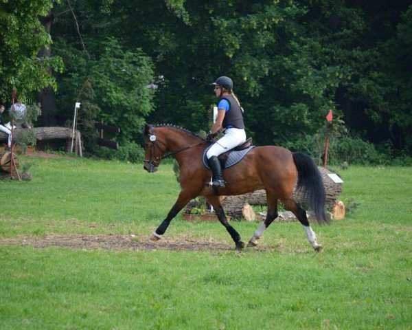 horse Rebell (German Riding Pony, 2002, from Rex Gotthard)