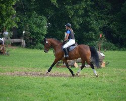 horse Rebell (German Riding Pony, 2002, from Rex Gotthard)