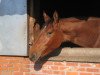 Springpferd Lucky Touch de Goedereede (Belgisches Warmblut, 2011, von Nabab de Rêve)