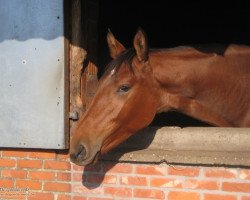 jumper Lucky Touch de Goedereede (Belgian Warmblood, 2011, from Nabab de Rêve)