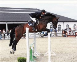 jumper Hitchcock de Goedereede (Belgian Warmblood, 2007, from Catwalk 19)