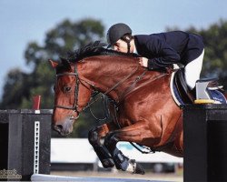 Springpferd Emerald de Goedereede (Belgisches Warmblut, 2004, von Kannan)