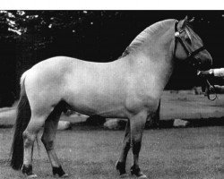 stallion Mars Rud (Fjord Horse, 1997, from Ørjar N.2623)