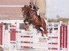 jumper Granny de Goedereede (Belgian Warmblood, 2006, from Calvaro Z)