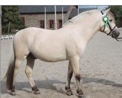 stallion Lutor Bjelland N.2535 (Fjord Horse, 2002, from Lunnar N.2127)