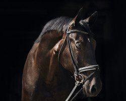 dressage horse Sylas Le Grand (Hanoverian, 2007, from Sinatra Song)