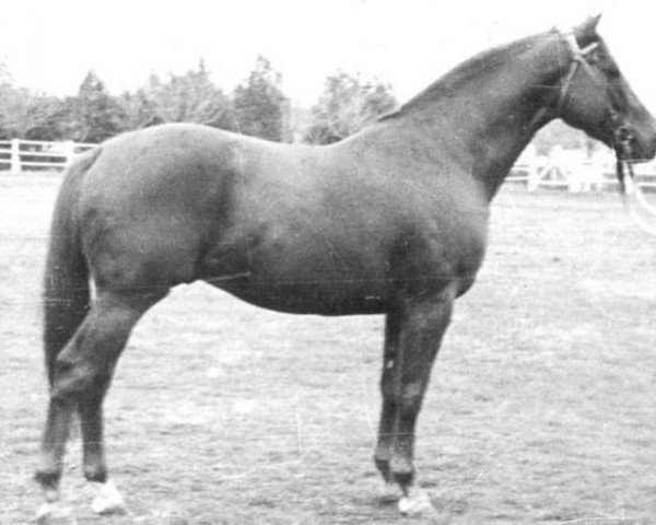 stallion Antej xx (Thoroughbred, 1959, from Alycidon xx)