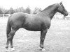 stallion Antej xx (Thoroughbred, 1959, from Alycidon xx)