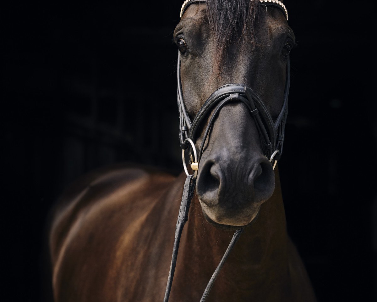 dressage horse Dynamic Dorissa (Oldenburg, 2010, from Desperados FRH)