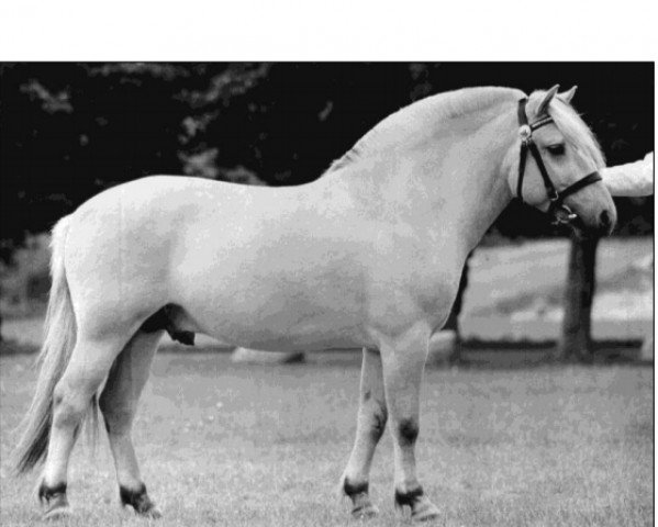stallion Lei Rud (Fjord Horse, 1996, from Pelle Halsnæs)