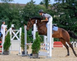 jumper Lune de La Violette CH (Pinto / Hunter, 2009, from Aros)