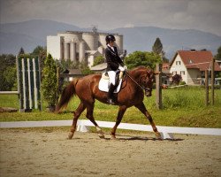 broodmare Princess (Oldenburg, 2011, from De Niro)