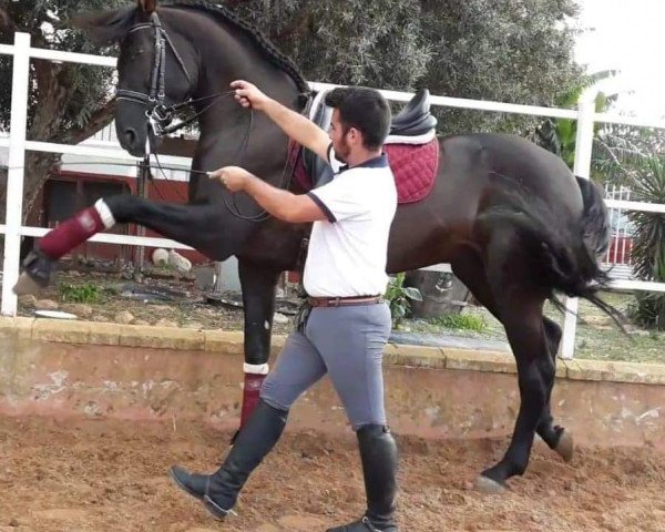 Pferd GORGO (Pura Raza Espanola (PRE), 2013)