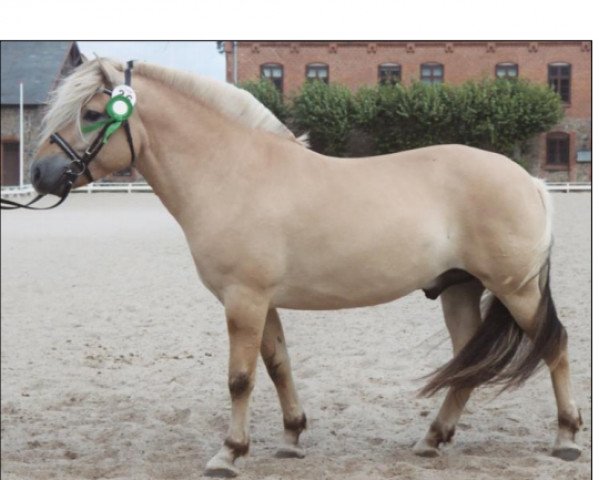 stallion Lauge FJH-S 734 (Fjord Horse, 2001, from Admiral Halsnaes)