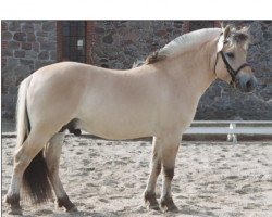 stallion Kastanjegårdens Comet (Fjord Horse, 2002, from Orion Halsnæs)