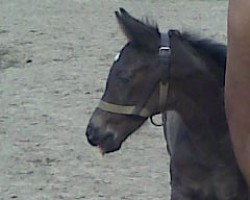 jumper Cheticamp H (German Sport Horse, 2011, from Contenaro)