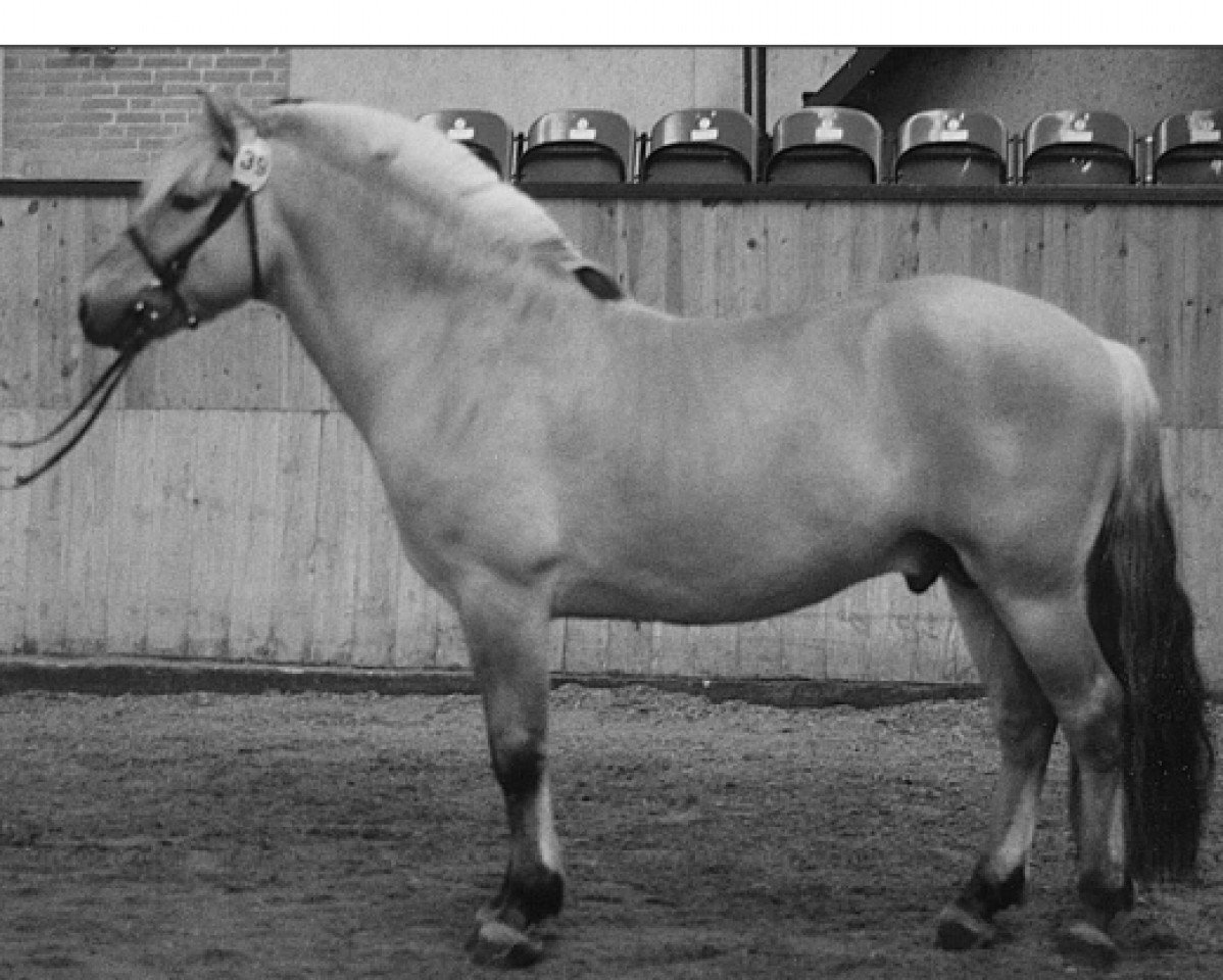 stallion Kastanielystens Charlie (Fjord Horse, 1995, from Kvik Halsnæs)