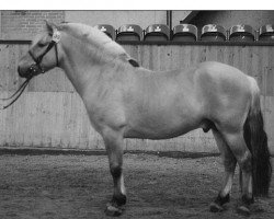 stallion Kastanielystens Charlie (Fjord Horse, 1995, from Kvik Halsnæs)