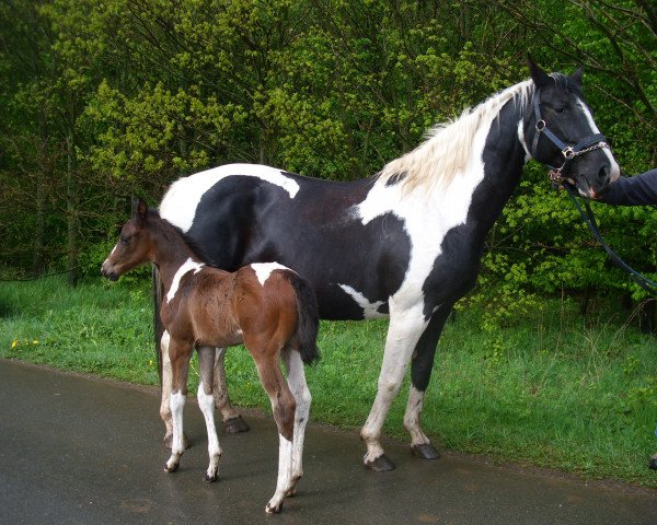 broodmare Pitara (Pinto / Small Riding Horse, 1999, from Polar-Kristall)