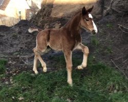 jumper Ollander (Hanoverian, 2019, from Ogano Sitte)