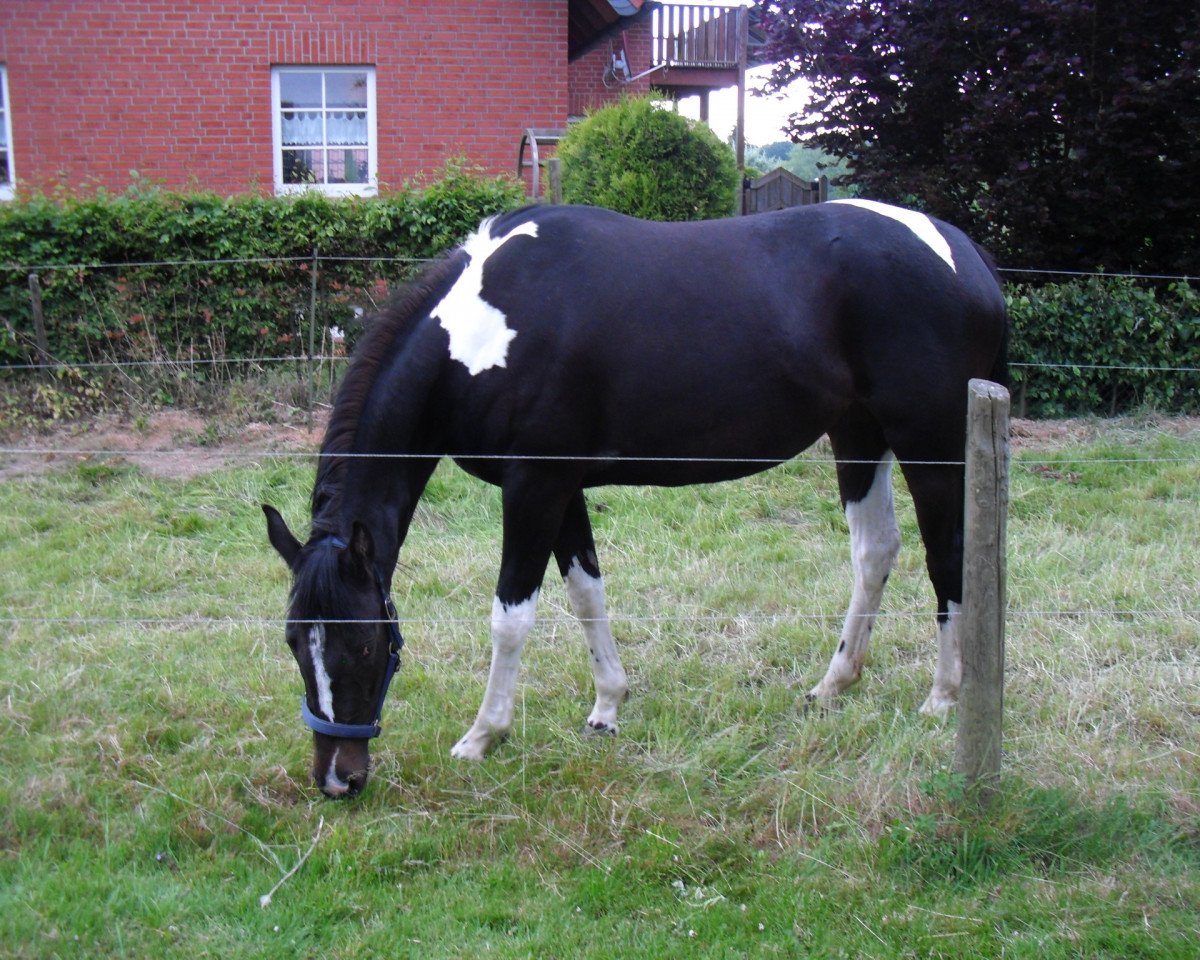 Zuchtstute Sinja (Pinto/Kleines Reitpferd, 2012, von Saint Cyr)