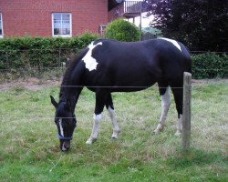 horse Sinja (Pinto/Kleines Reitpferd, 2012, from Saint Cyr)